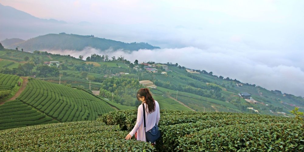 來「嘉」找茶趣　嘉義茶鄉之旅